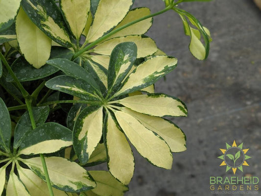 Large Schefflera Arboricol Trinette - NO SHIP