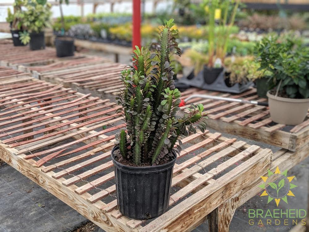 Large Euphorbia Trigona - NO SHIP