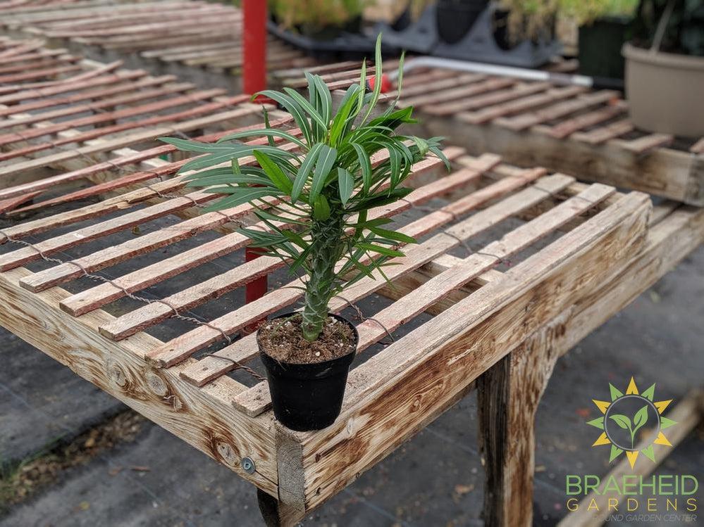 Madagascar Palm
