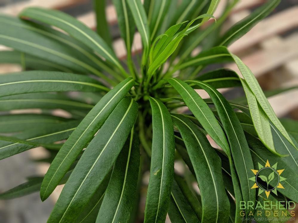 Madagascar Palm