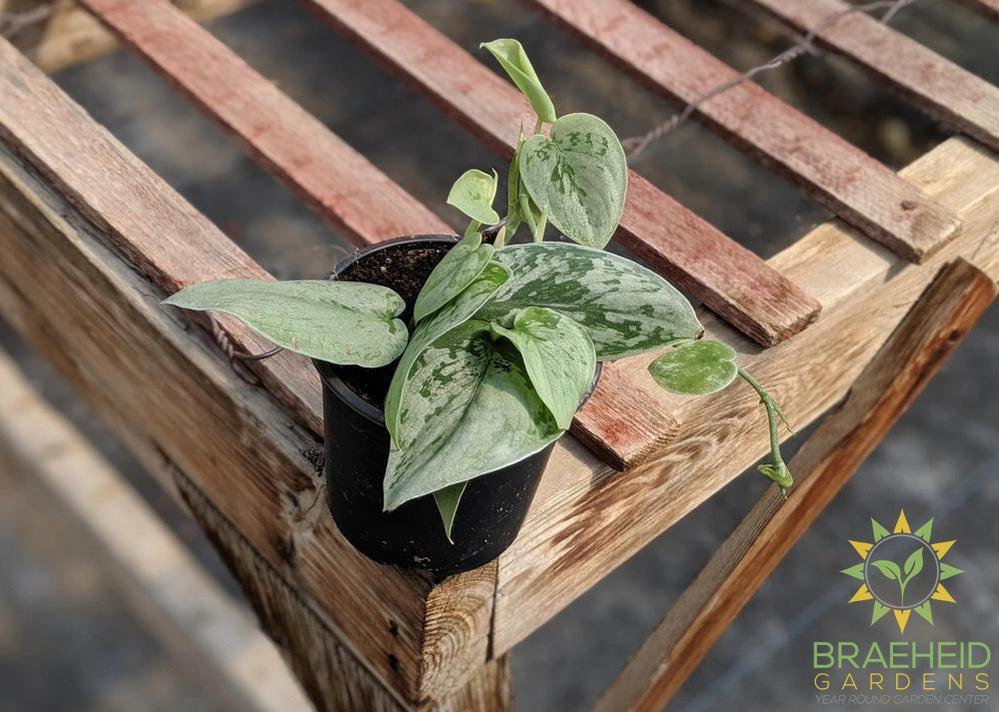 Silvery Ann Pothos (Scindapsus Pictus Silvery Ann)