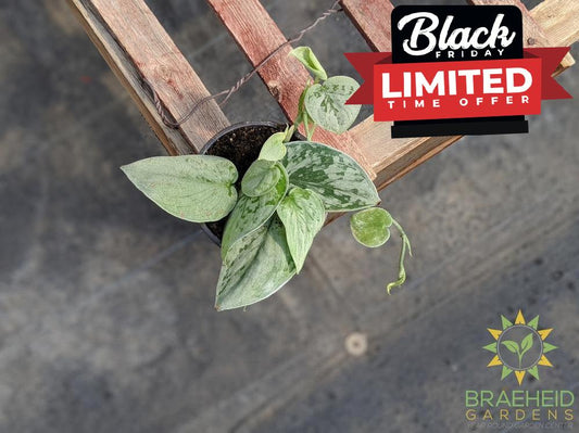 Silvery Ann Pothos (Scindapsus Pictus Silvery Ann)