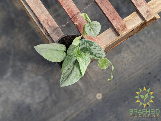 Silvery Ann Pothos (Scindapsus Pictus Silvery Ann)