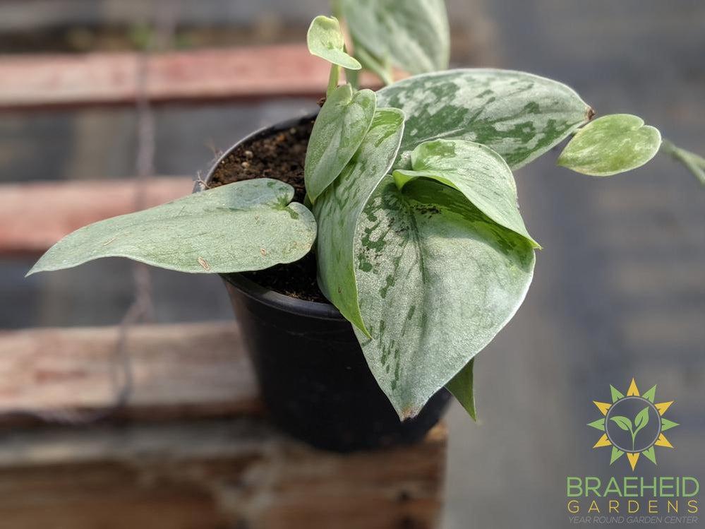 Silvery Ann Pothos (Scindapsus Pictus Silvery Ann)