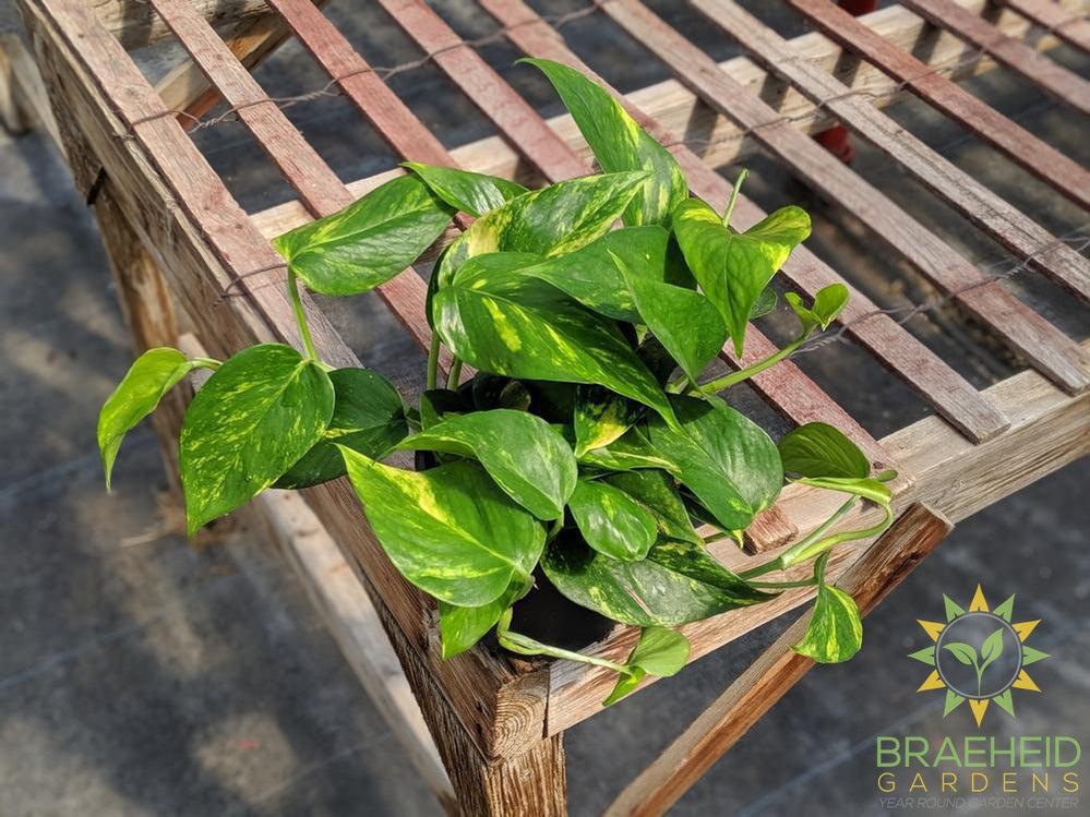Buy Golden Pothos online in Canada