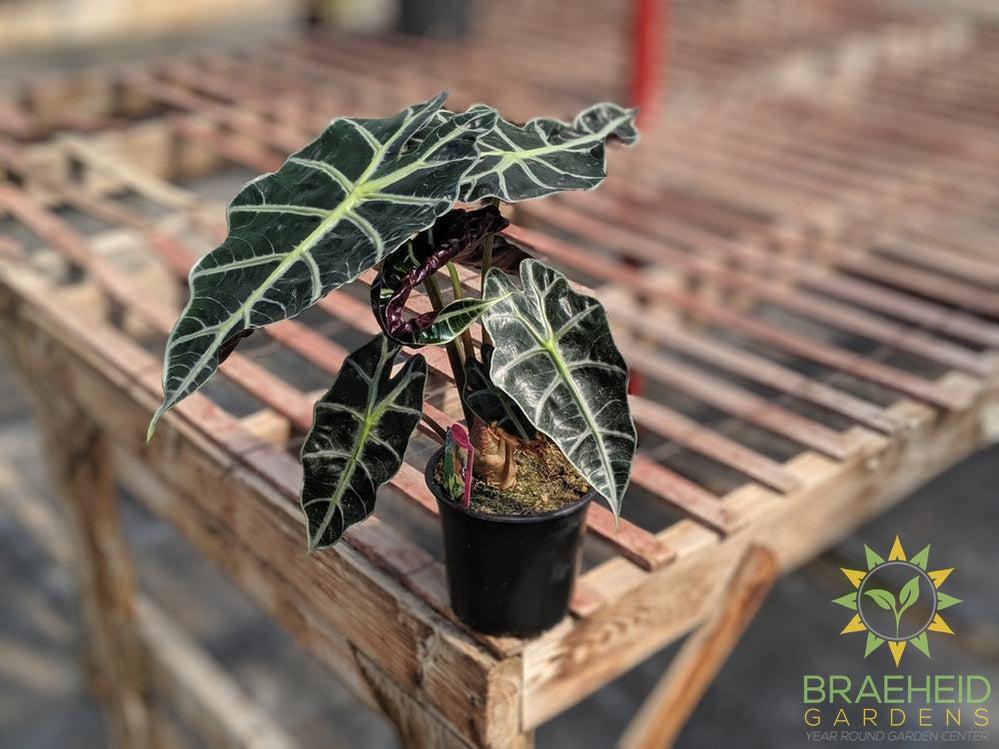 African Mask Plant