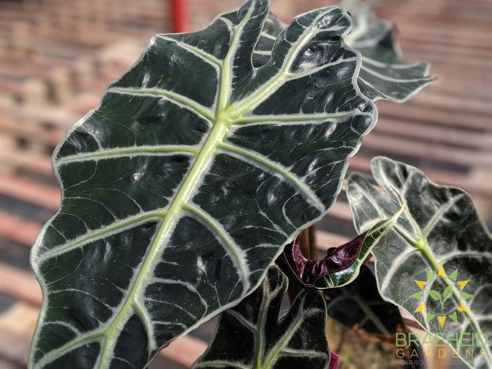 African Mask Plant