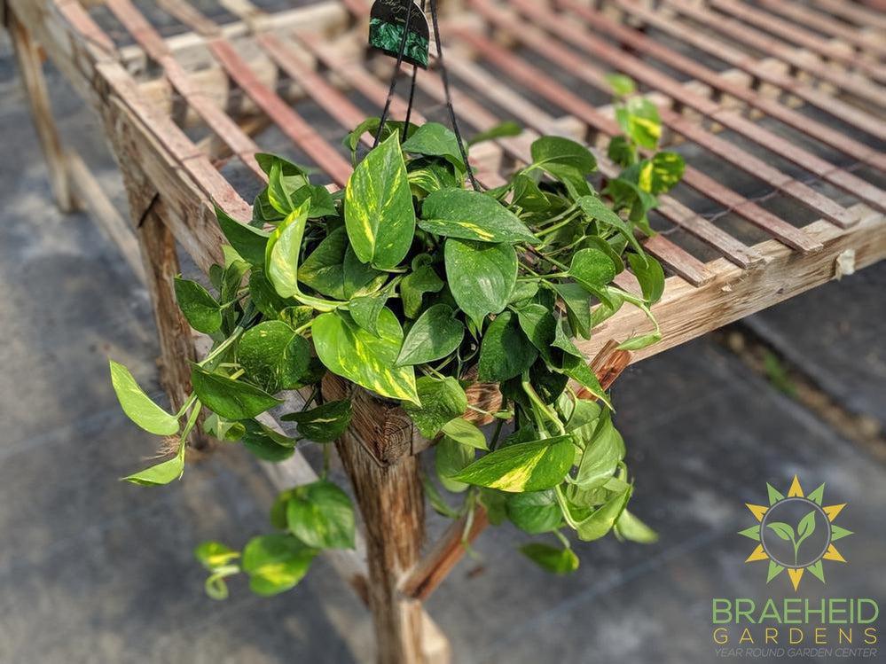 Golden Pothos Hanging Basket NO SHIP