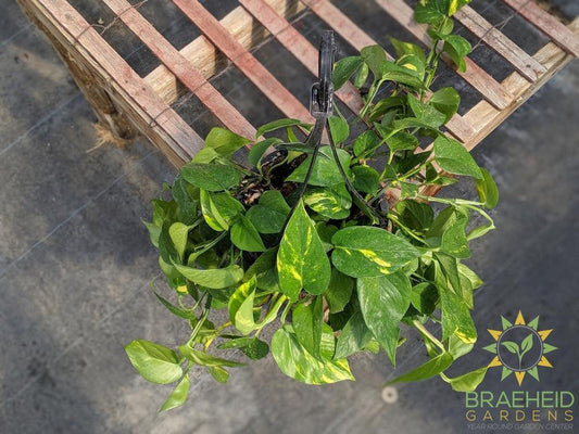 Golden Pothos Hanging Basket NO SHIP