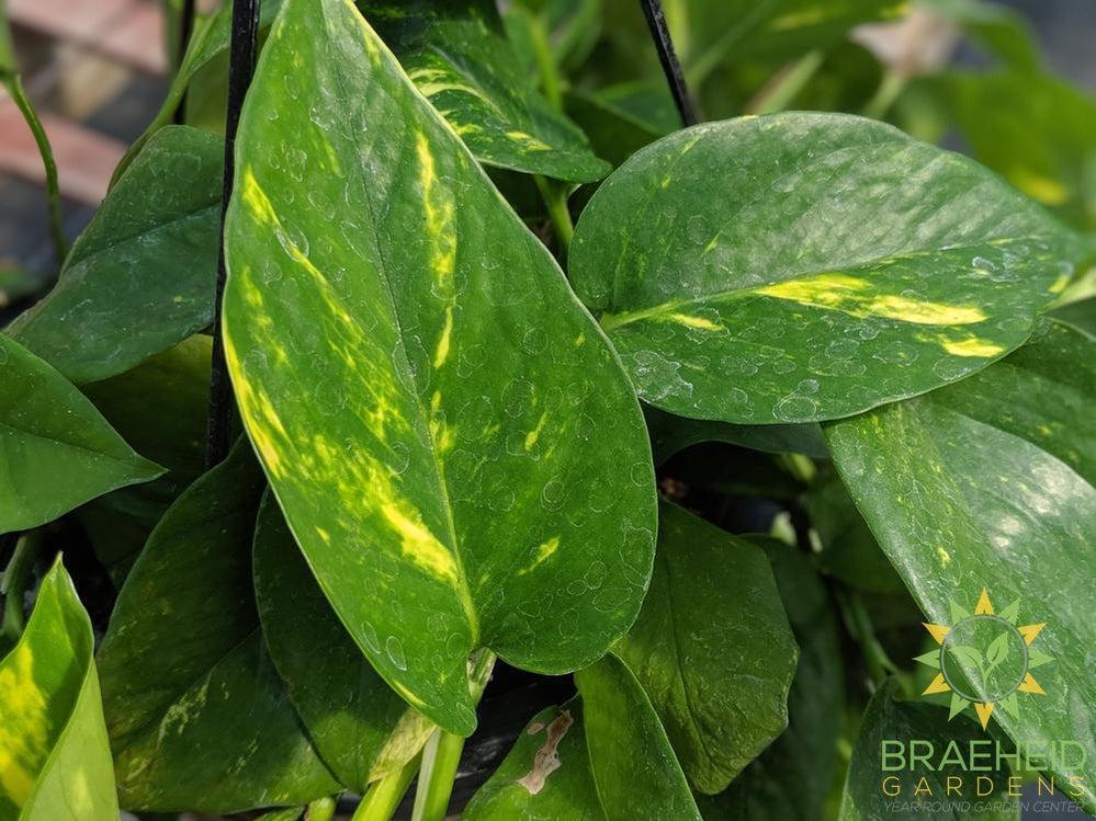 Golden Pothos Hanging Basket NO SHIP