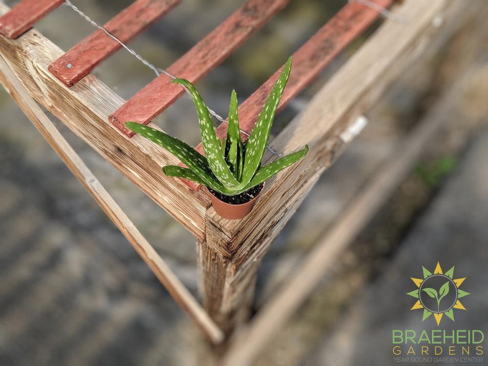 Aloe vera - medicinal