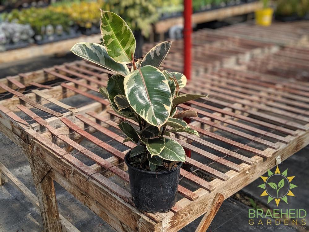 Large Rubber Tree - Ficus Robusta Tineke - NO SHIP