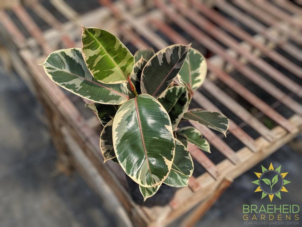 Large Rubber Tree - Ficus Robusta Tineke - NO SHIP