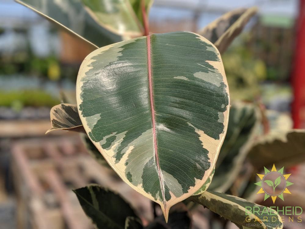 Large Rubber Tree - Ficus Robusta Tineke - NO SHIP