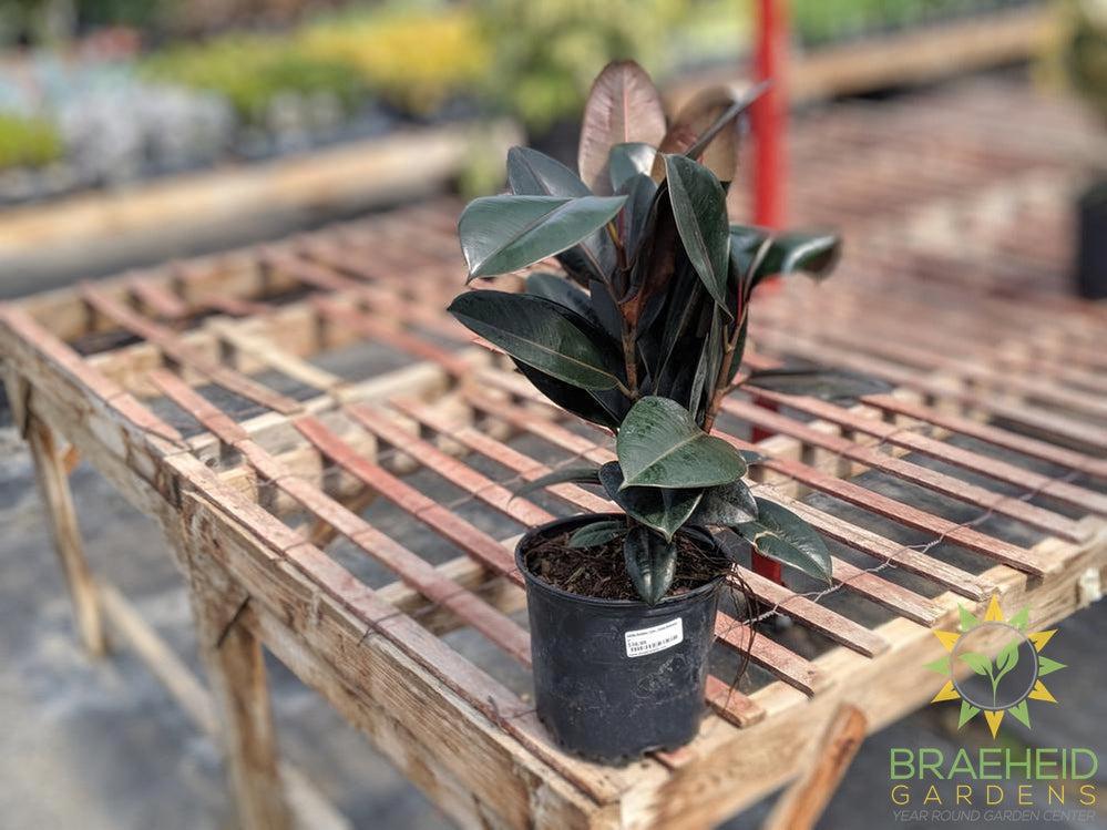 Large Rubber Tree - Ficus Robusta - NO SHIP