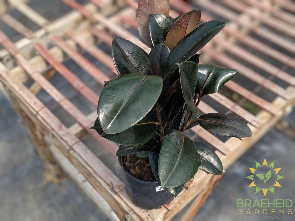 Large Rubber Tree - Ficus Robusta - NO SHIP