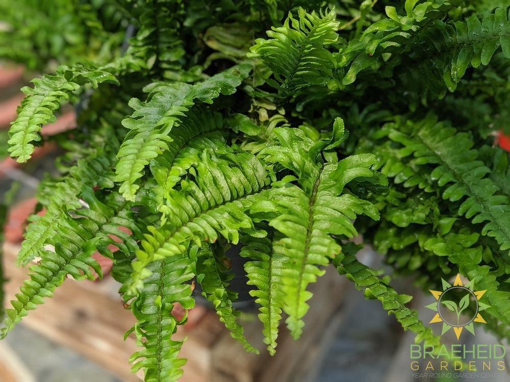 Boston Fern - Hanging Basket