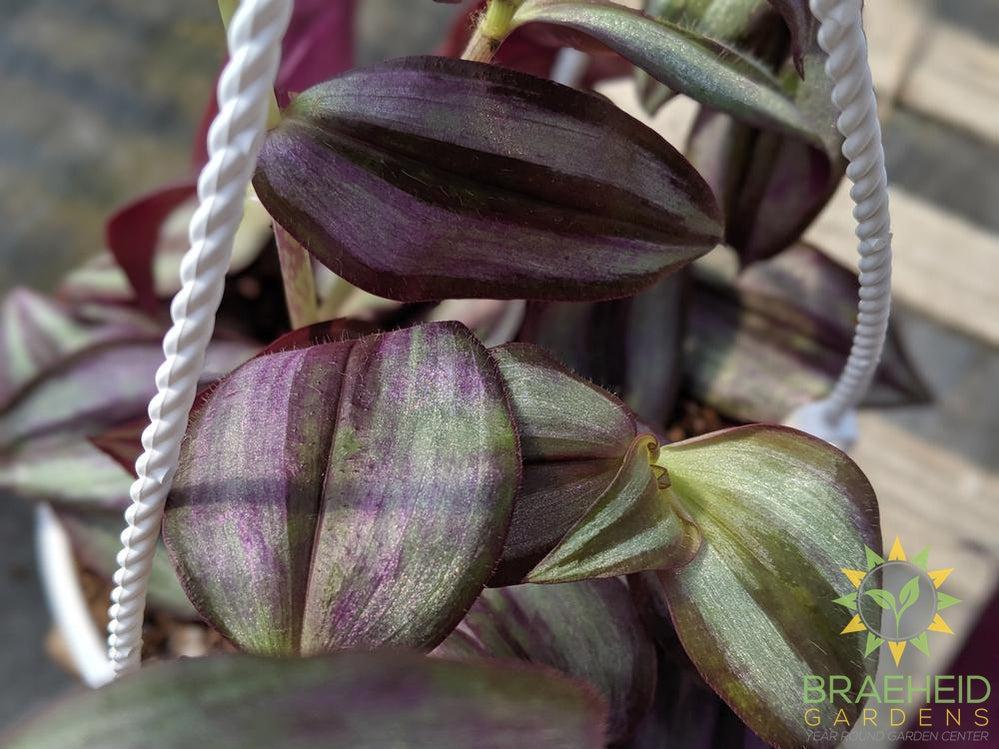Large Zebra Wandering Jew - Hanging Basket