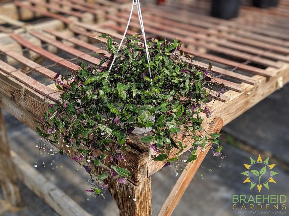 Bridal Veil Hanging Basket