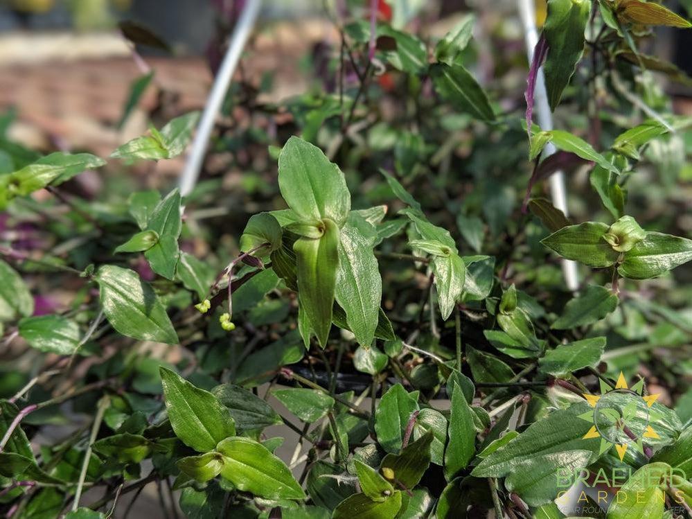 Bridal Veil Hanging Basket