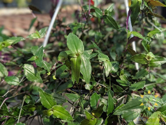 Bridal Veil Hanging Basket