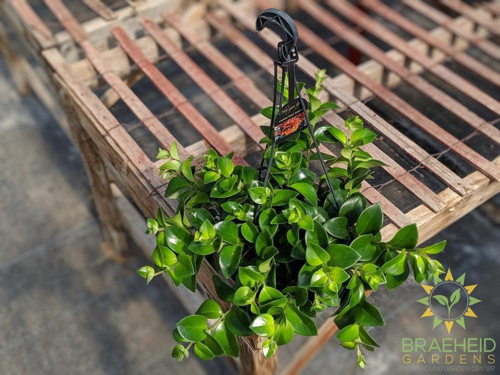 Mona Lisa Lipstick Hanging basket
