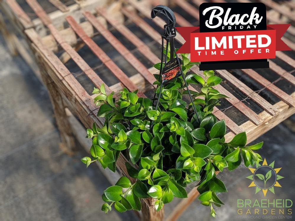 Mona Lisa Lipstick Hanging basket