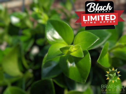 Mona Lisa Lipstick Hanging basket