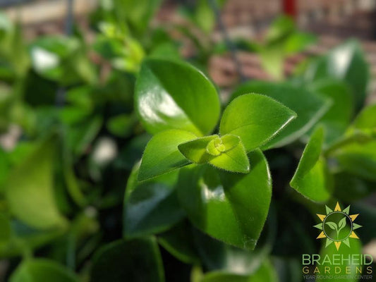 Mona Lisa Lipstick Hanging basket