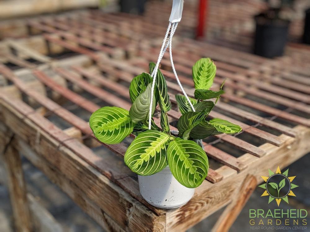hanging prayer plant Lemon lime Prayer Plant Hanging Basket – Braeheid Gardens Ltd