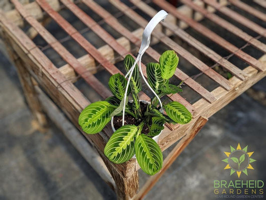 Lemon lime Prayer Plant Hanging Basket