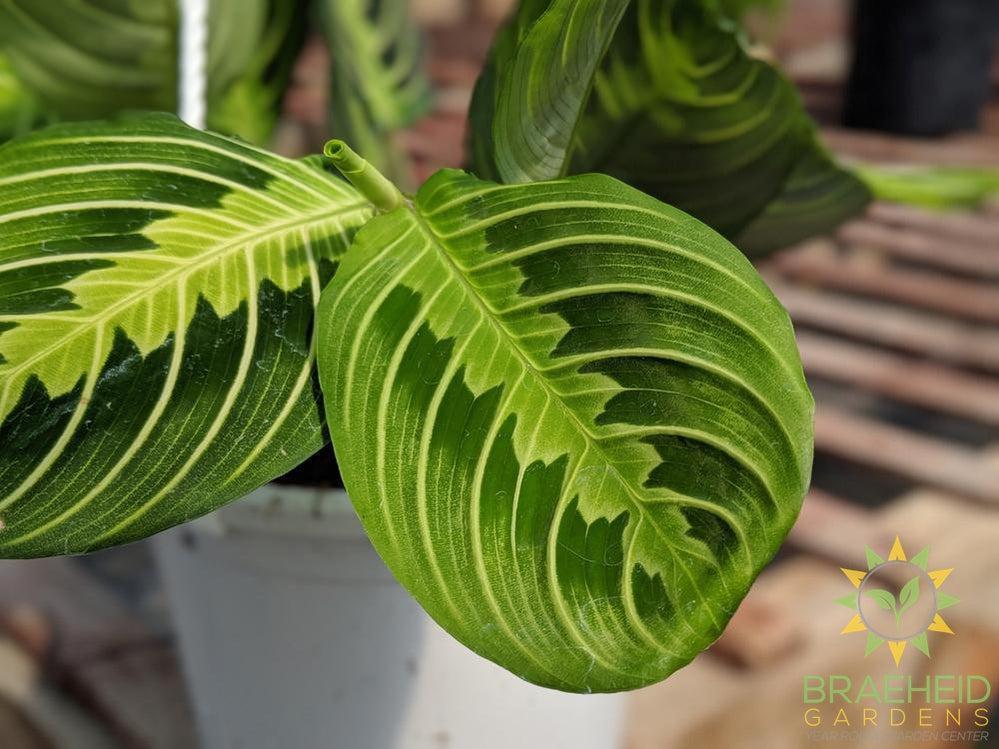 Lemon lime Prayer Plant Hanging Basket