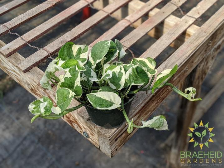 Pothos N' Joy