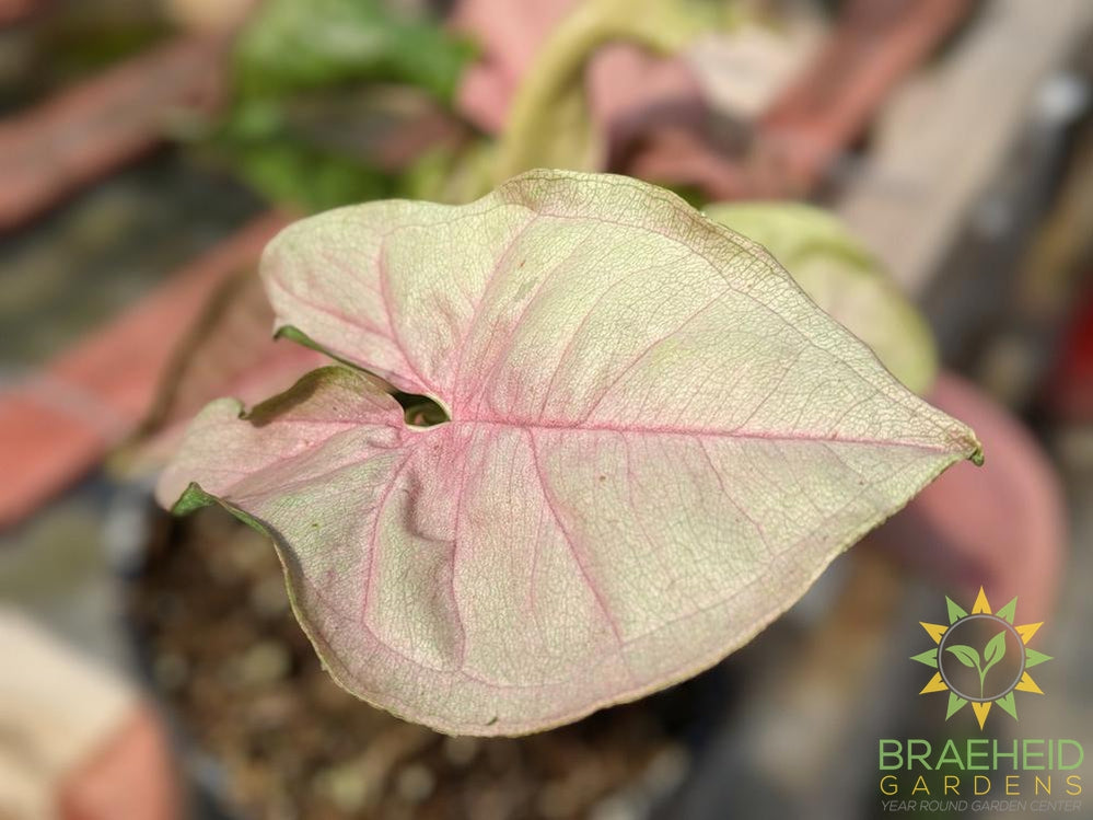 Neon Syngonium