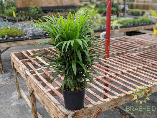 Large Areca Palm - NO SHIP