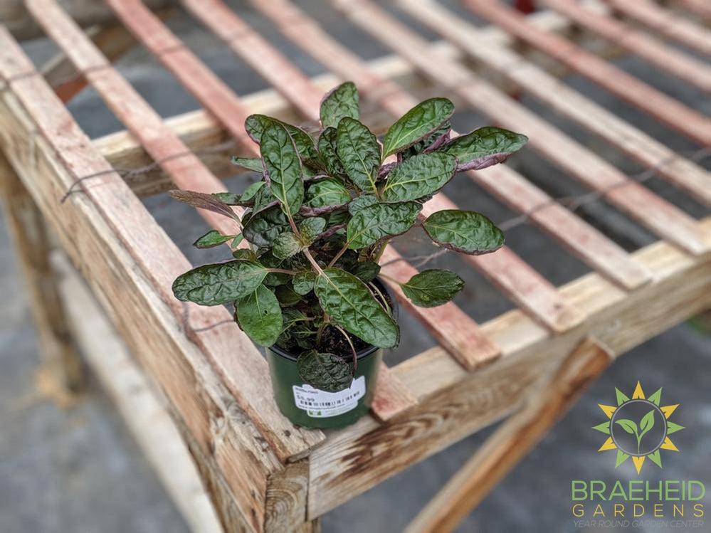Waffle plant houseplant in canada