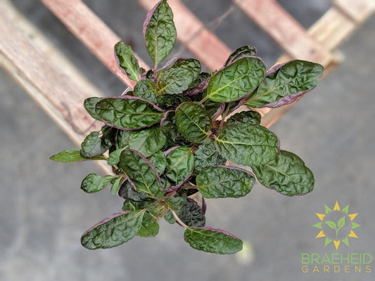 waffle plant houseplant for sale online in canada