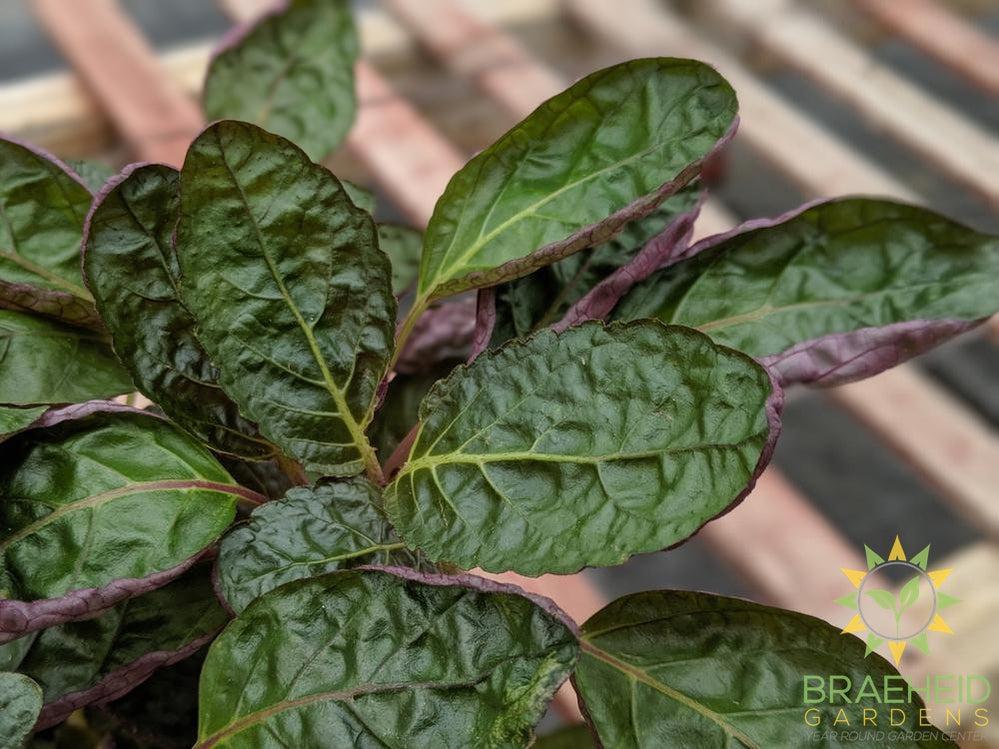 waffle plant leaf pattern and colors