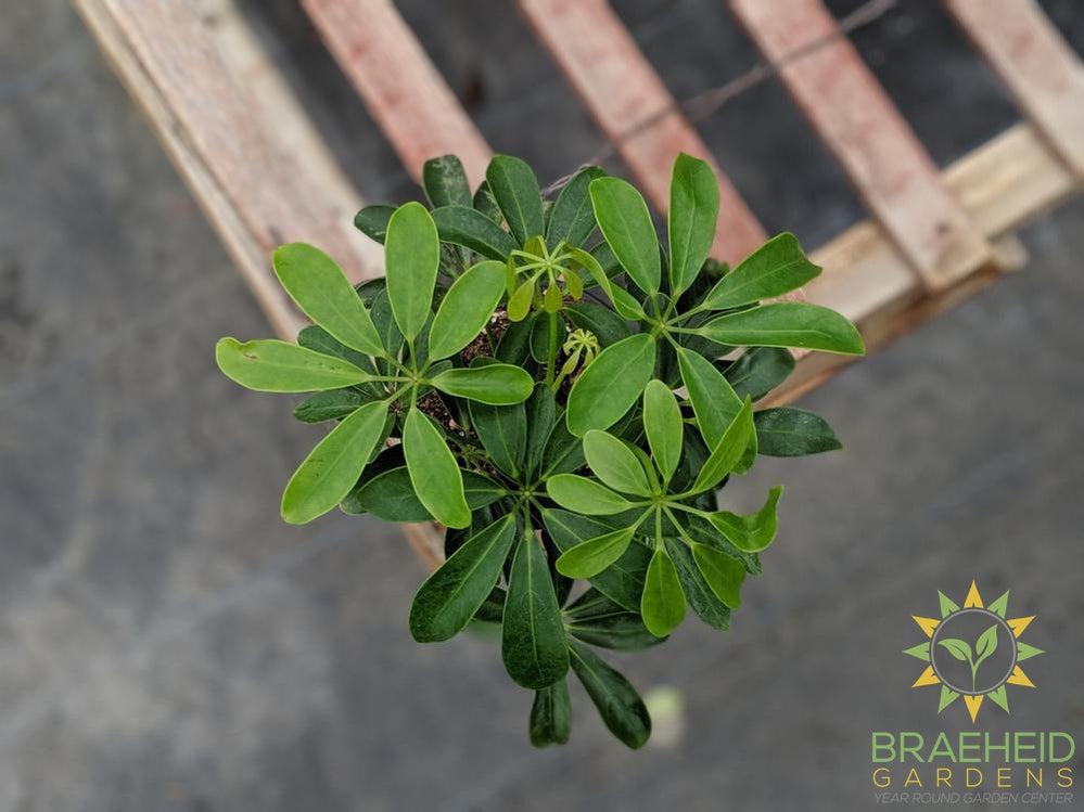 Umbrella Tree - Arboricola Green