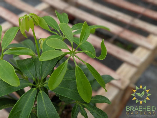 Umbrella Tree - Arboricola Green