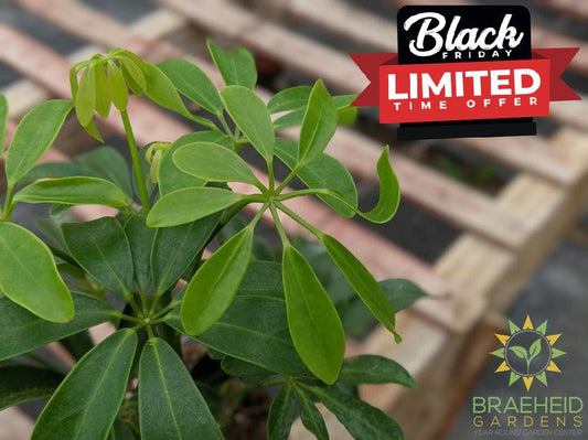 Umbrella Tree - Arboricola Green