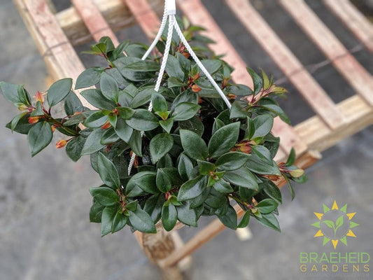 Goldfish Tropicana - Hanging Basket