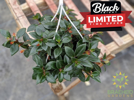 Goldfish Tropicana - Hanging Basket