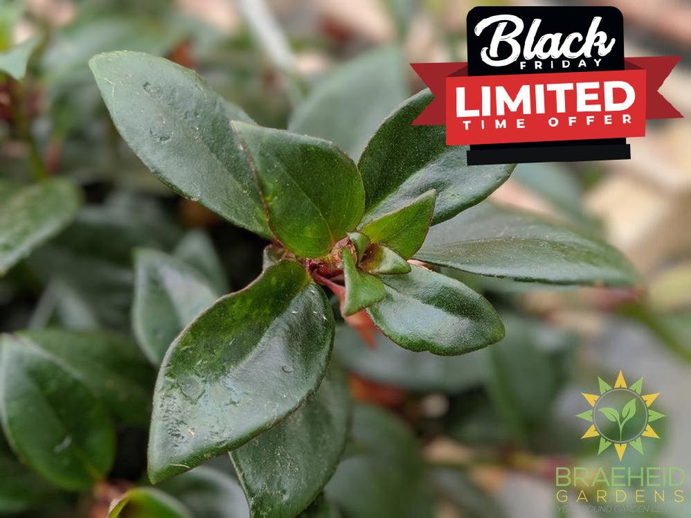 Goldfish Tropicana - Hanging Basket