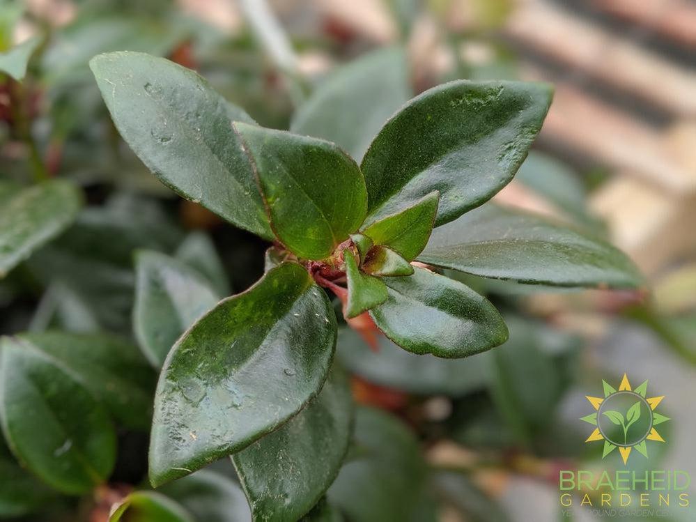 Goldfish Tropicana - Hanging Basket