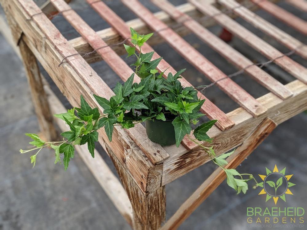 English Ivy