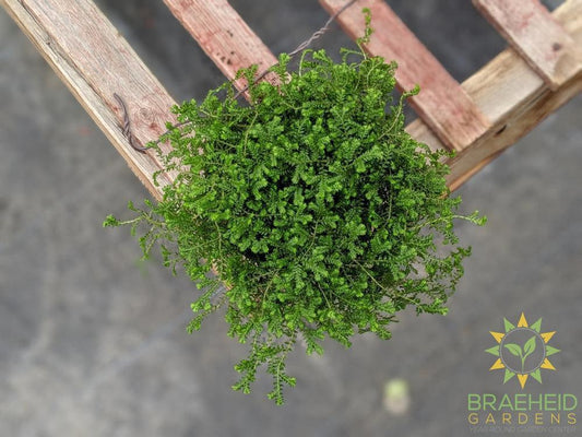 club moss houseplant in canada online