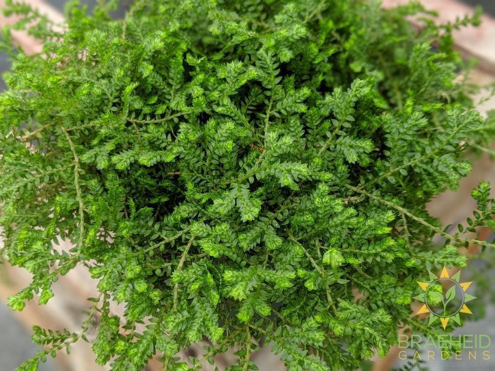 club moss leaf style and color