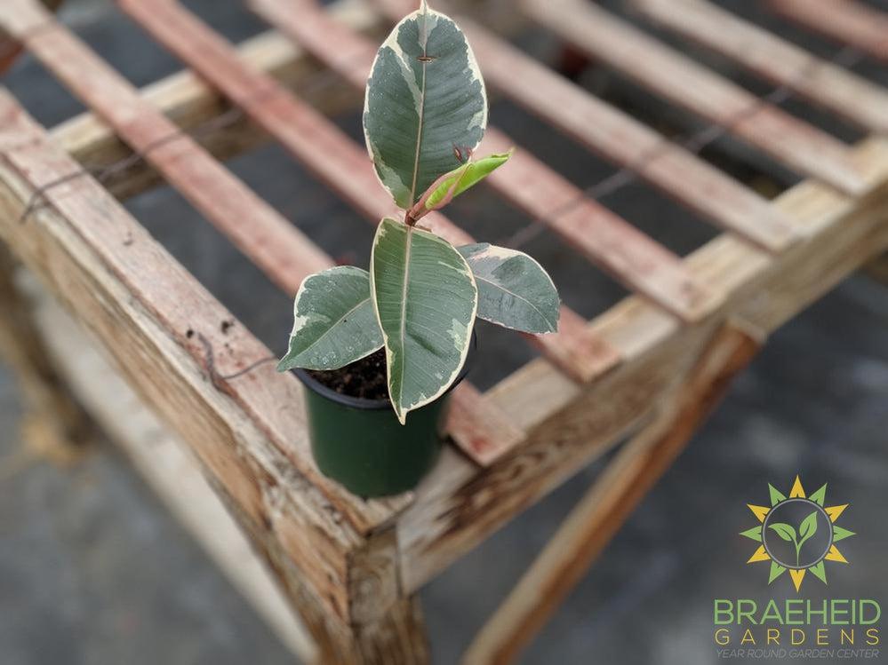 Rubber Tree - Ficus Tineke