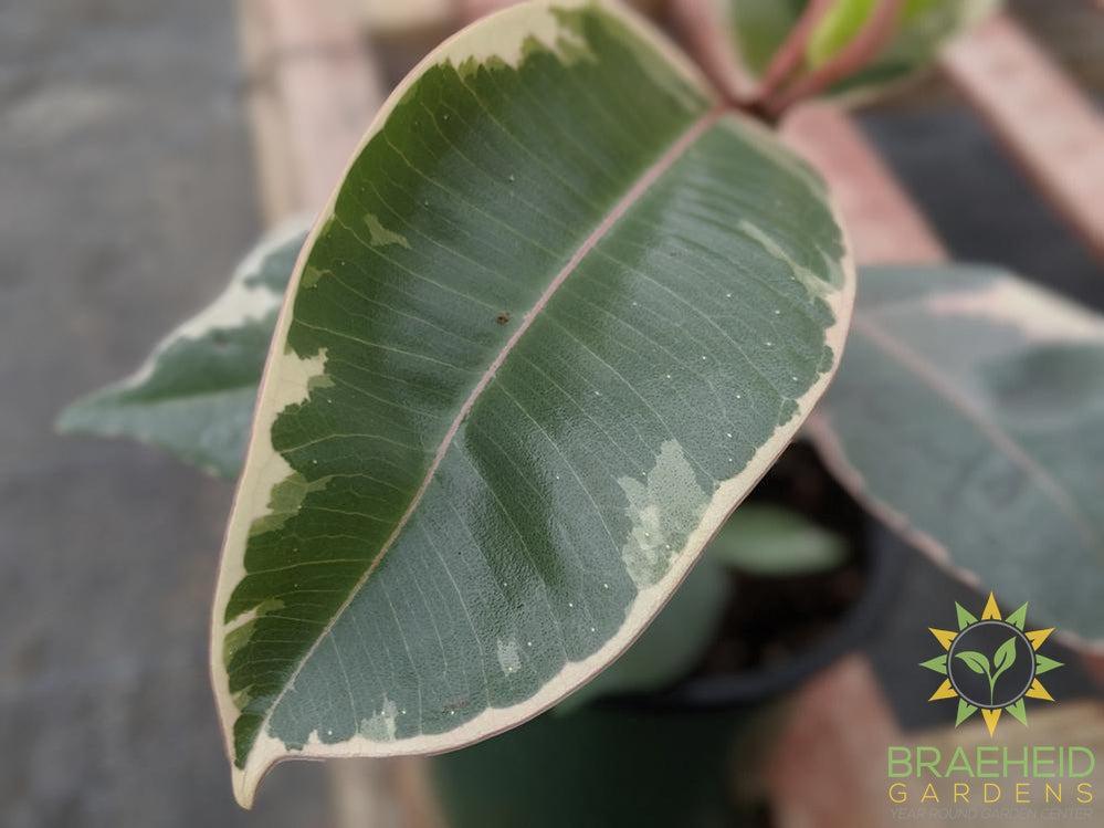 Rubber Tree - Ficus Tineke